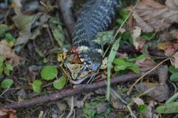 fot. Krzysztof Krupa