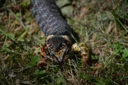 fot. Krzysztof Krupa