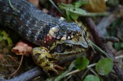 fot. Krzysztof Krupa