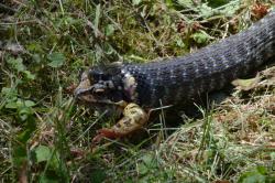 fot. Krzysztof Krupa